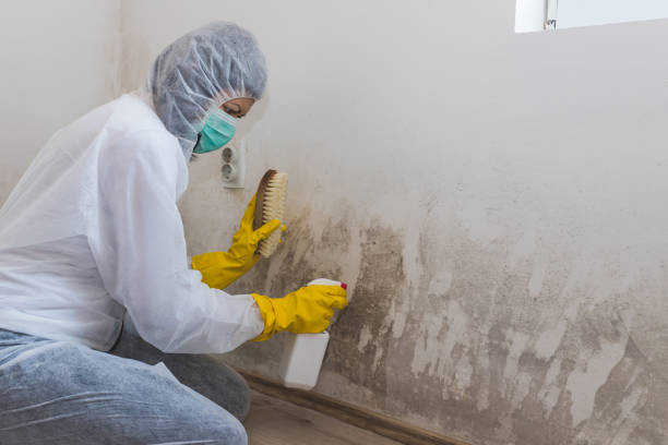 Why You Should Choose Our Mold Remediation Services in Washington, NJ